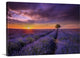 "Lavender at Sunset" Wrapped Canvas Art Print, 48"x32"x1.5"