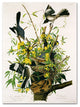''Mocking Birds and Snake II'' Canvas Art by John James Audubon