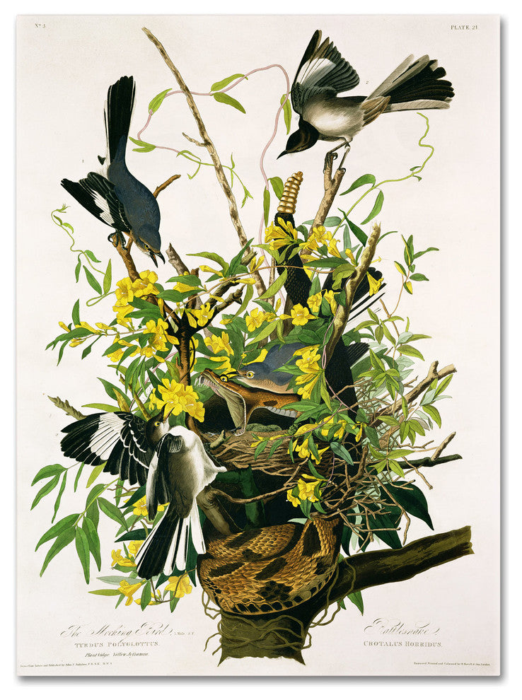 ''Mocking Birds and Snake II'' Canvas Art by John James Audubon