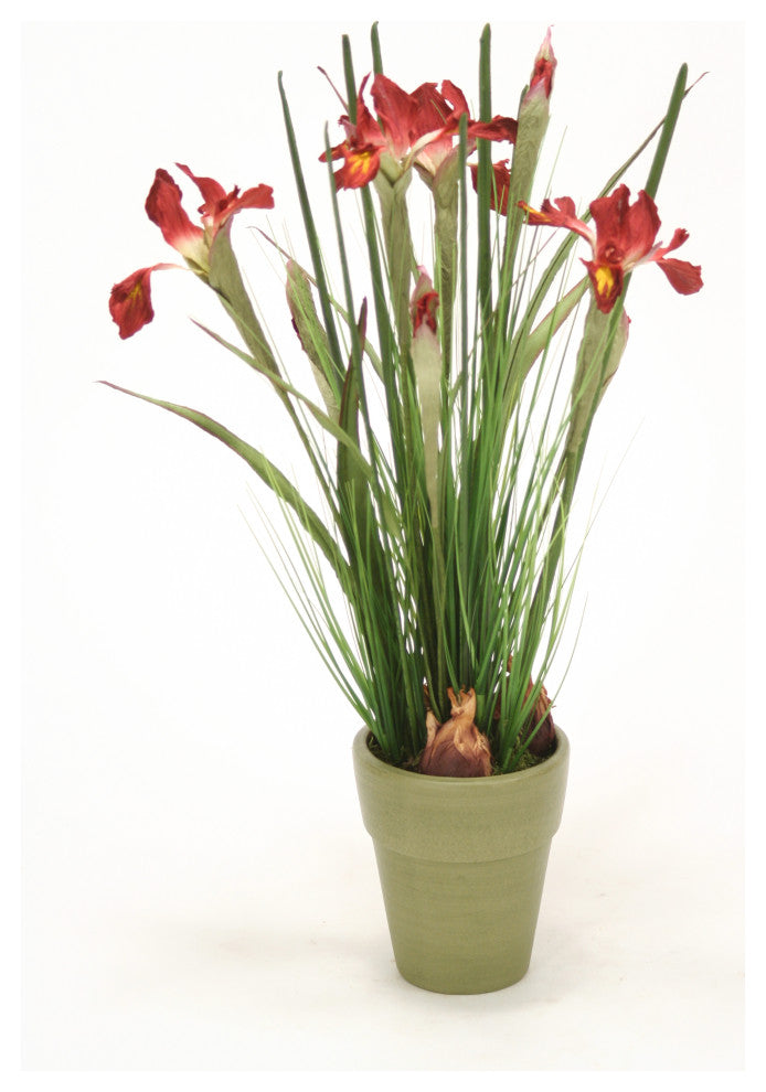 Dutch Iris and Mixed Grasses in Basil Finished French Pot