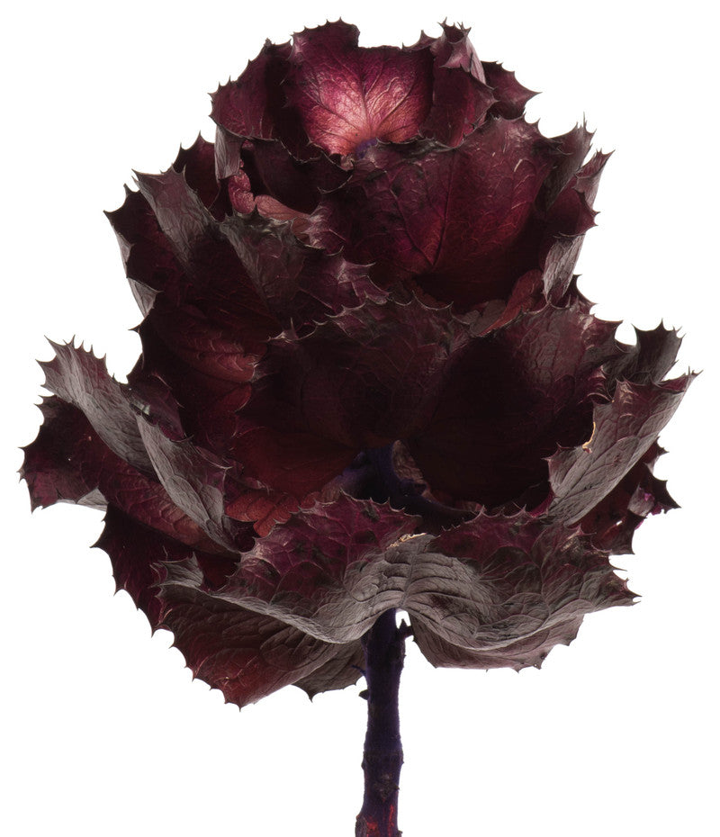 Vickerman 8" Queen Flower Stem, Dried