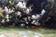 John Singer Sargent Magnolias, 18"x27" Wall Decal Print