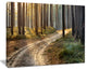 "Road in Thick Morning Forest" Landscape Canvas Photo Print, 40"x30"