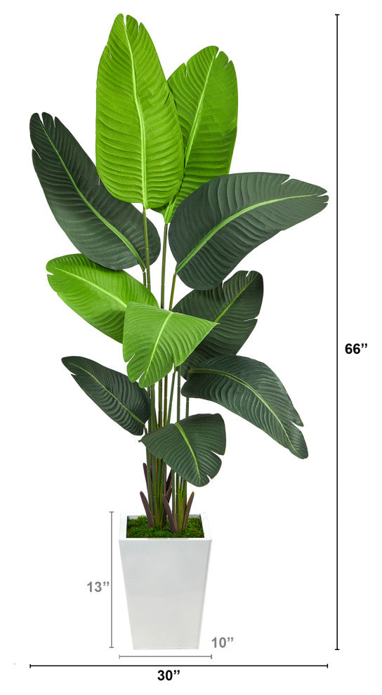 5.5' Travelers Palm Artificial Tree, White Metal Planter
