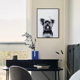 "Yorkshire Terrier" Black and White Pet Art on Printed Glass with Anodized Frame
