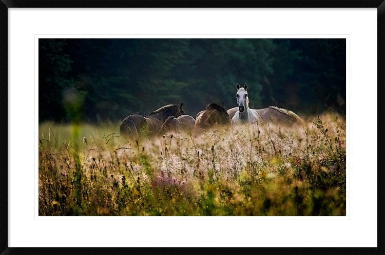 "Our Garden" Framed Digital Print by Milan Malovrh, 38x25"