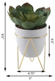 Succ In 4.75" Wh Pot In Gd Metal Stand