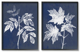 Maple Leaf Elm Stem Vintage Blue White Illustration,2pc, each 11 x 14
