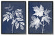Maple Leaf Elm Stem Vintage Blue White Illustration,2pc, each 11 x 14