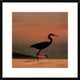 "Little Egret silhouetted at sunset, Africa"  by Tim Fitzharris, 26x26"
