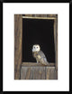 "Barn Owl perching on barn window, North America" Framed Print, 20"x26"