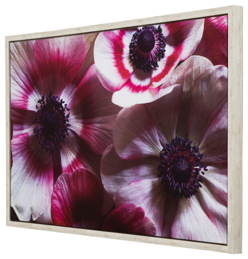 'Anemone II', 38"x25" Photo by Veronica Olson, Printed on Canvas, Framed