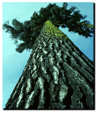 'A Tree of Life' Canvas Art by Kurt Shaffer