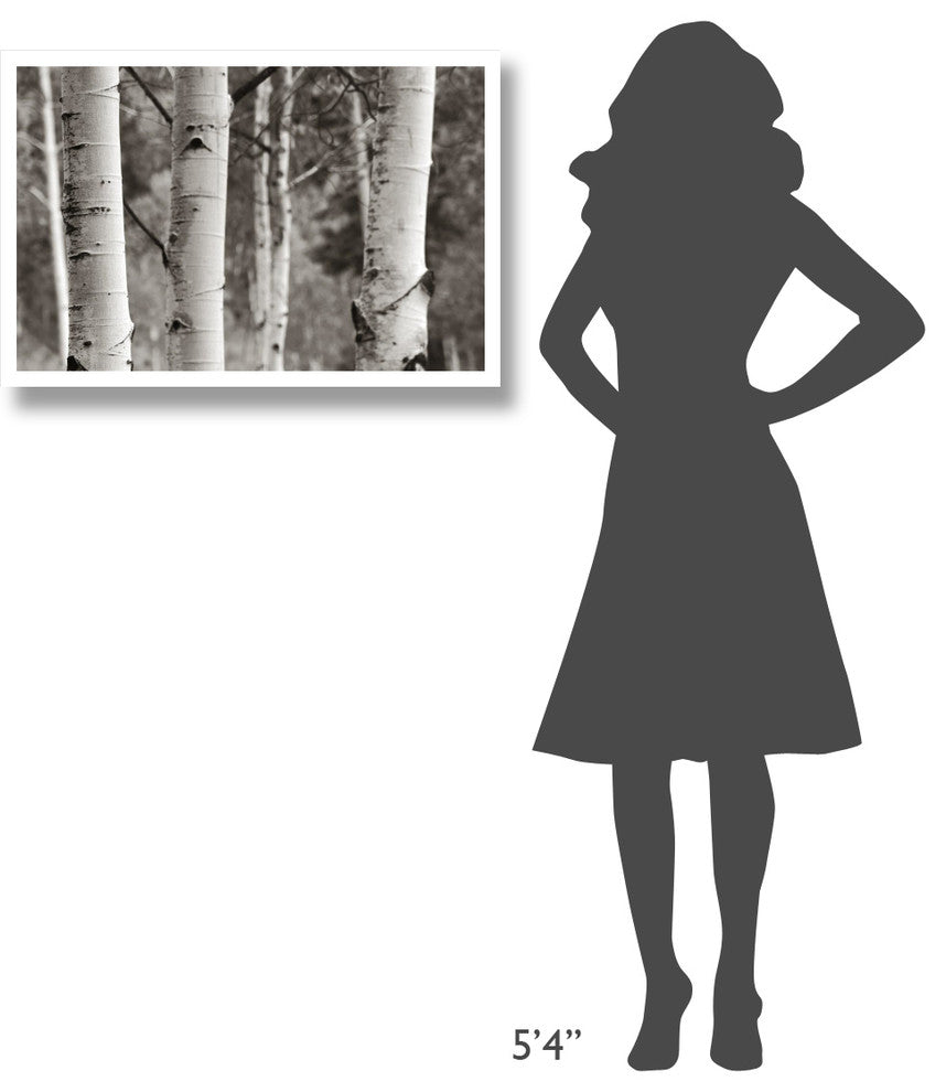 "Aspens  IV" Digital Paper Print by Debra Van Swearingen, 32"x22"