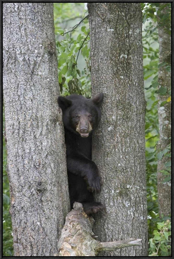 "Black Bear juvenile male in tree, Orr, Minnesota"  by Matthias Breiter, 25x37"