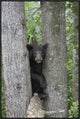 "Black Bear juvenile male in tree, Orr, Minnesota"  by Matthias Breiter, 25x37"