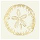 "Coastal Breeze Shell Sketches IV" Paper Print by Anne Tavoletti, 38"x38"