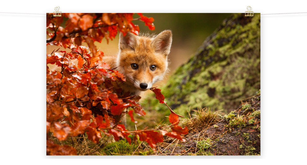 Baby Red Fox Face and Autumn Leaves Animal Wildlife Photo Loose Wall Art Print, 12" X 16"