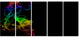 Colorful Abstract Smoke Waves, Large Abstract Canvas Wall Art, 60"x28", 5 Panels