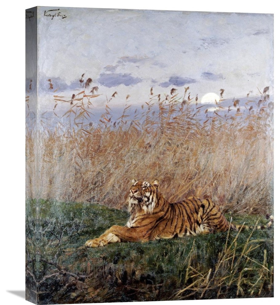"Tiger In The Rushes" Stretched Canvas Giclee by Geza Vastagh, 18"x22"