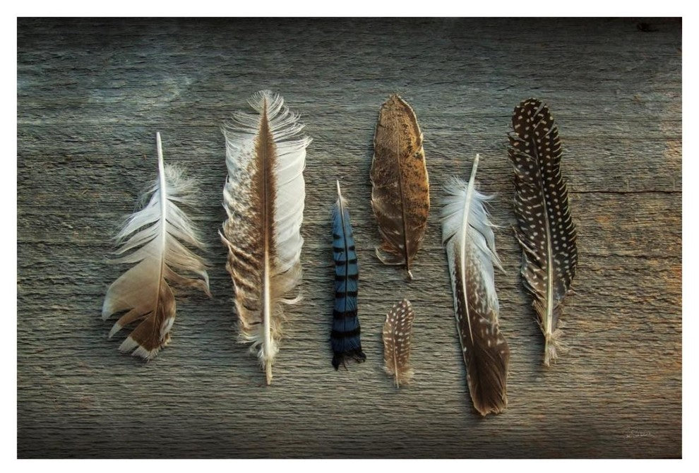 "Feather Collection I" Digital Paper Print by Sue Schlabach, 26"x18"