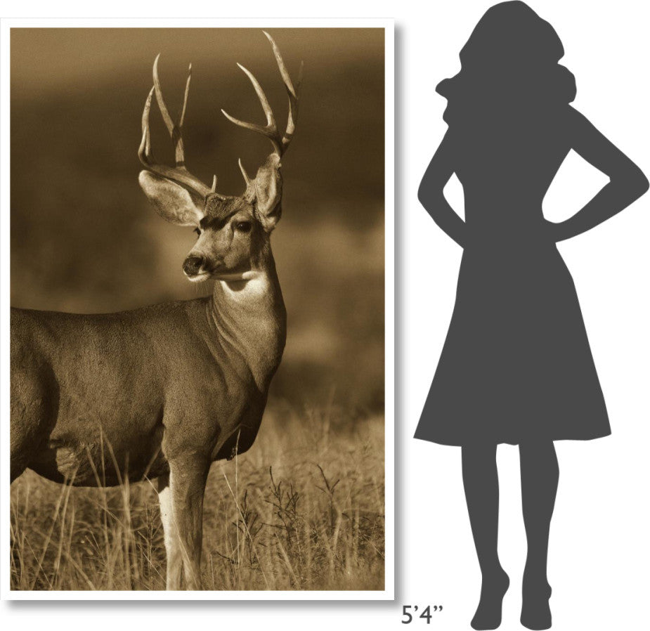 "Mule Deer male in dry grass, North America - Sepia" Paper Art, 42"x62"