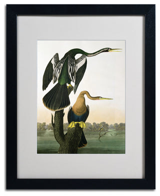 'Black-Billed Darter' Matted Framed Canvas Art by John James Audubon