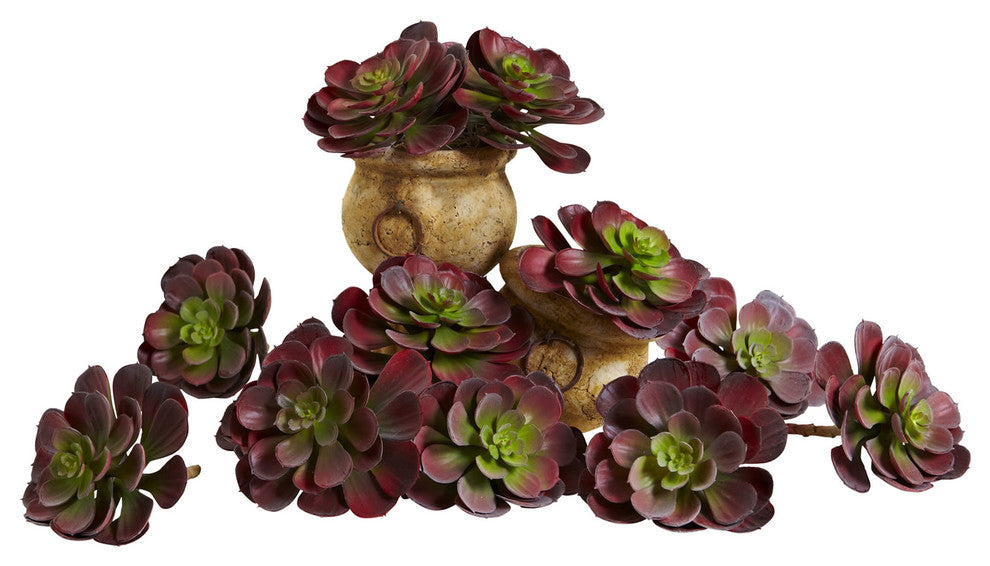 6" Echeveria Succulent, Set of 12, Burgundy