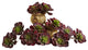 6" Echeveria Succulent, Set of 12, Burgundy