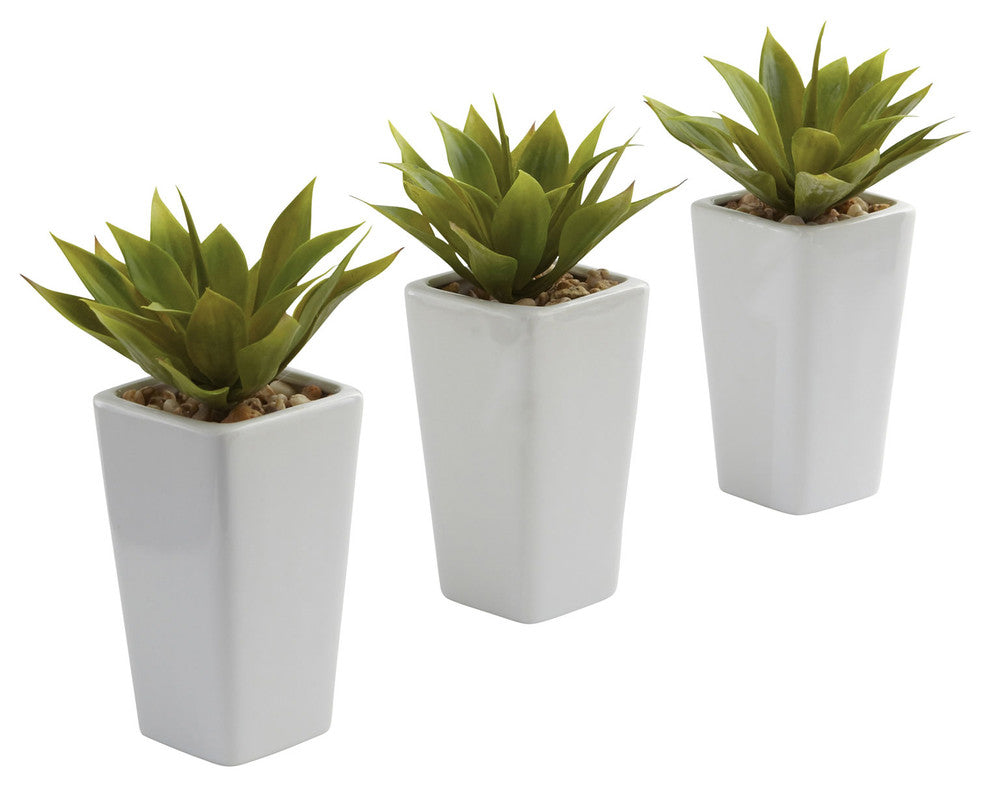 Mini Agave With Planter , Set of 3White