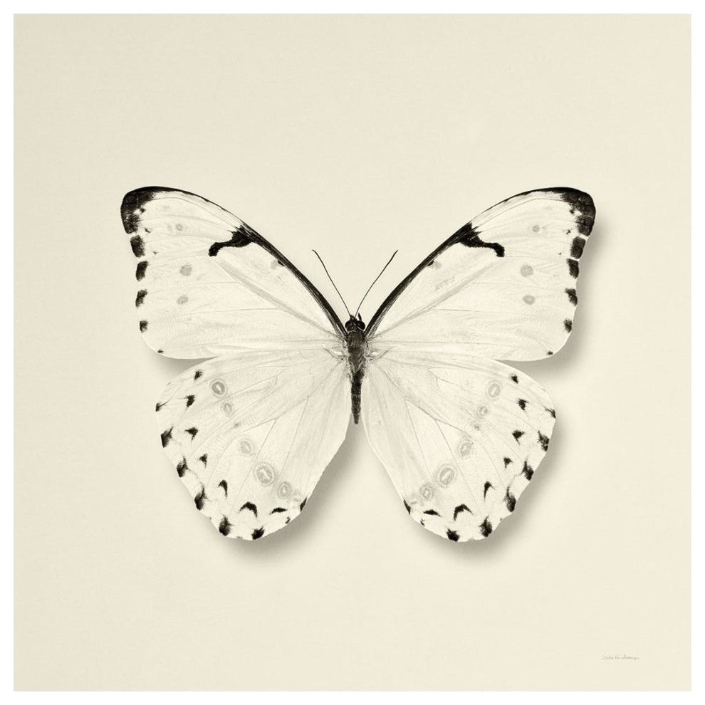 "Butterfly II - BW" Digital Paper Print by Debra Van Swearingen, 26"x26"