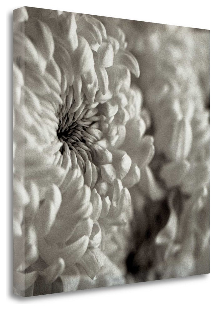 "Florison - 46" By Alan Blaustein, Giclee Print on Gallery Wrap Canvas