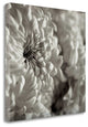 "Florison - 46" By Alan Blaustein, Giclee Print on Gallery Wrap Canvas