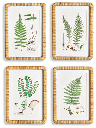Forest Fern Prints