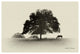 "Horses and Trees I" Digital Paper Print by Debra Van Swearingen, 20"x14"