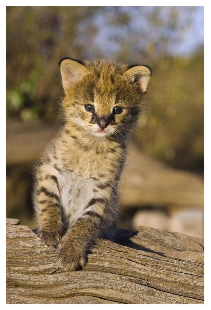 "Serval kitten, 2.5 week old orphan, Masai Mara Reserve" Paper Art, 42"x62"