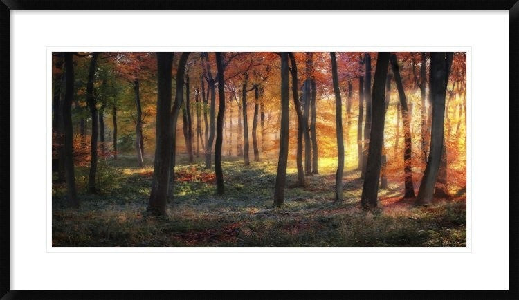 "Autumn Woodland Sunrise" Framed Digital Print by Photokes, 38x22"