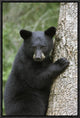 Black Bear Cub In Tree Safe From Danger, Orr, Minnesota, 12"x18"