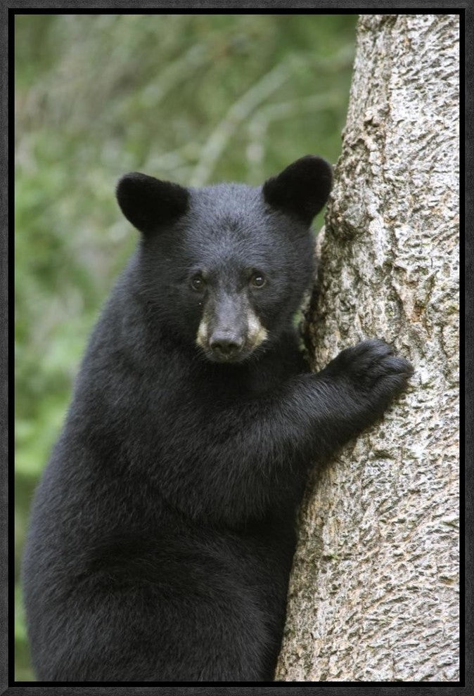 Black Bear Cub In Tree Safe From Danger, Orr, Minnesota, 12"x18"