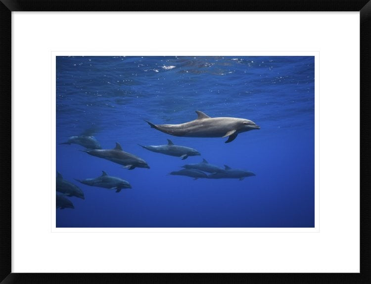 "Dolphins" Framed Digital Print by Barathieu Gabriel, 26"x20"