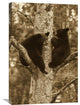 "Black Bear Two Cubs In Tree, Orr, Minnesota" Artwork, 20" x 30"