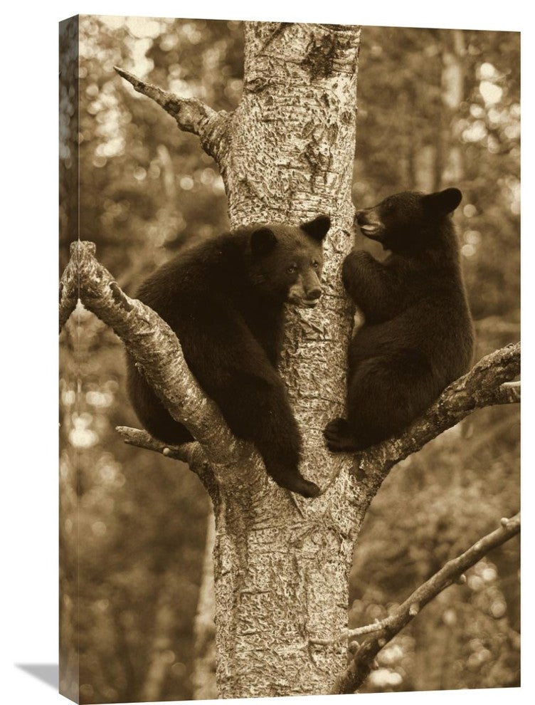 "Black Bear Two Cubs In Tree, Orr, Minnesota" Artwork, 20" x 30"