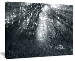 "Sun Rays Through Gray Trees" Landscape Canvas Photo Print, 20"x12"