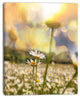 Blooming Chamomiles Flowers, Oversized Landscape Canvas Art, 12"x20"