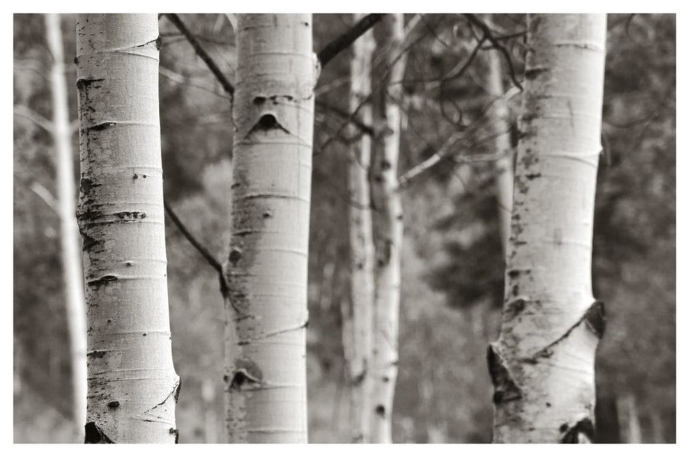 "Aspens  IV" Digital Paper Print by Debra Van Swearingen, 32"x22"