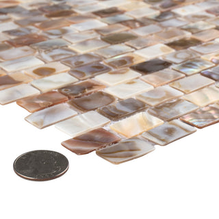 Conchella Subway Natural Natural Shell Wall Tile