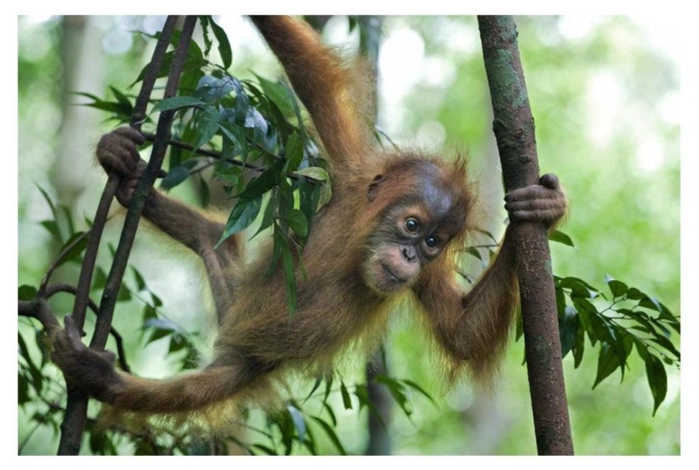 "Sumatran Orangutan baby playing in tree, north Sumatra" Paper Art, 32"x22"