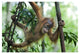 "Sumatran Orangutan baby playing in tree, north Sumatra" Paper Art, 32"x22"