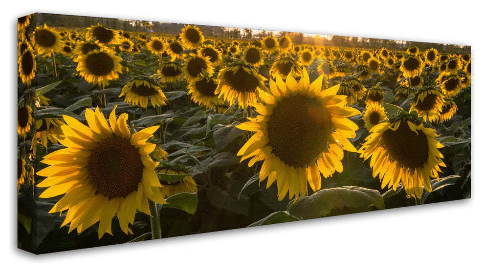 Kurt Shaffer 'SUN Flower Love' Canvas Art, 19"x8"