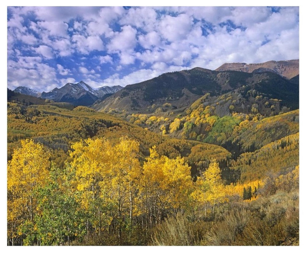 "Quaking Aspen in autumn, Colorado" Print by Tim Fitzharris, 46"x38"